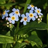 Okrytonasienne dwuliścienne - Boraginales (ogórecznikowce)