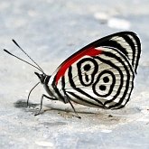 Insetos - Borboletas: Lepidoptera, Nymphalidae