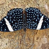 Insetos - Borboletas: Lepidoptera, Nymphalidae