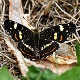 Insetos - Borboletas: Lepidoptera, Nymphalidae
