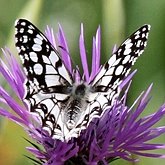 Insetos - Borboletas: Lepidoptera, Nymphalidae