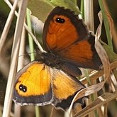 Insetos - Borboletas: Lepidoptera, Nymphalidae