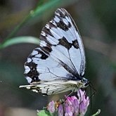 Insetos - Borboletas: Lepidoptera, Nymphalidae