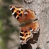 Insetos - Borboletas: Lepidoptera, Nymphalidae