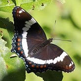 Insetos - Borboletas: Lepidoptera, Nymphalidae