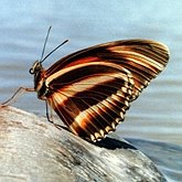 Insetos - Borboletas: Lepidoptera, Nymphalidae
