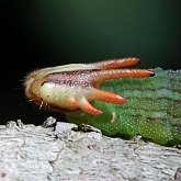 Insetos - Borboletas: Lepidoptera, Nymphalidae