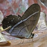 Insetos - Borboletas: Lepidoptera, Nymphalidae