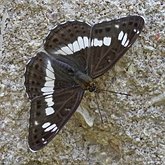 Insetos - Borboletas: Lepidoptera, Nymphalidae