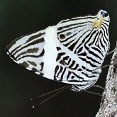 Insetos - Borboletas: Lepidoptera, Nymphalidae