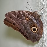 Insetos - Borboletas: Lepidoptera, Nymphalidae