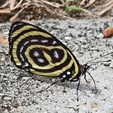 Insetos - Borboletas: Nymphalidae