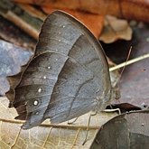 Insetos - Borboletas: Nymphalidae