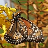 Insetos - Borboletas: Nymphalidae