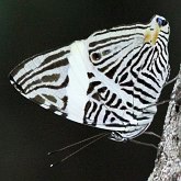 Insetos - Borboletas: Nymphalidae