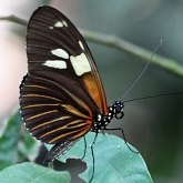 Insetos - Borboletas: Nymphalidae