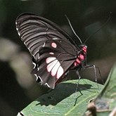 Insetos - Borboletas (Rhopalocera), outras