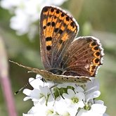 Insetos - Borboletas (Rhopalocera), outras