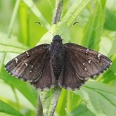 Insetos - Borboletas (Rhopalocera), outras