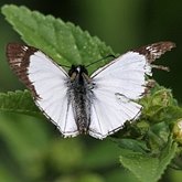 Insetos - Borboletas (Rhopalocera), outras