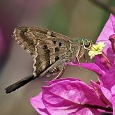 Insetos - Borboletas (Rhopalocera), outras