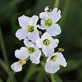 Angiosperms Eudicots  - Brassicales