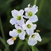 Okrytonasienne dwuliścienne - Brassicales (kapustowce)