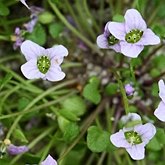 Okrytonasienne dwuliścienne - Brassicales (kapustowce)