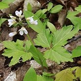 Okrytonasienne dwuliścienne - Brassicales (kapustowce)