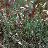 Plantes, autres - Bryophytes