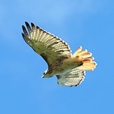 Buteo jamaicensis