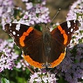 Insects - Butterflies: Lepidoptera, Nymphalidae