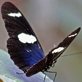 Insects - Butterflies: Lepidoptera, Nymphalidae