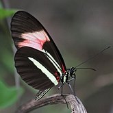 Insects - Butterflies: Lepidoptera, Nymphalidae