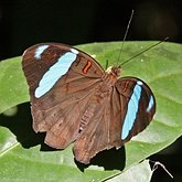 Insects - Butterflies: Lepidoptera, Nymphalidae