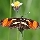 Insects - Butterflies: Lepidoptera, Nymphalidae
