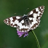Insects - Butterflies: Lepidoptera, Nymphalidae