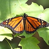 Insects - Butterflies: Lepidoptera, Nymphalidae