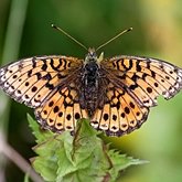 Insects - Butterflies: Lepidoptera, Nymphalidae