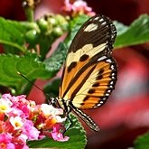 Insects - Butterflies: Lepidoptera, Nymphalidae