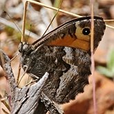 Insects - Butterflies: Lepidoptera, Nymphalidae