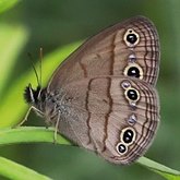 Insects - Butterflies: Lepidoptera, Nymphalidae