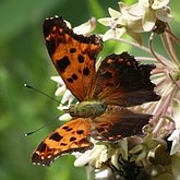 Insects - Butterflies: Lepidoptera, Nymphalidae