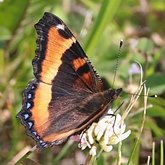Insects - Butterflies: Lepidoptera, Nymphalidae