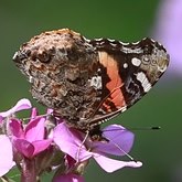 Insects - Butterflies: Lepidoptera, Nymphalidae