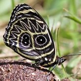 Insects - Butterflies: Lepidoptera, Nymphalidae