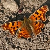 Insects - Butterflies: Lepidoptera, Nymphalidae