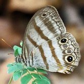 Insects - Butterflies: Lepidoptera, Nymphalidae