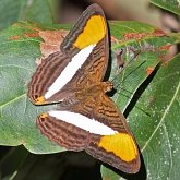 Insects - Butterflies: Nymphalidae