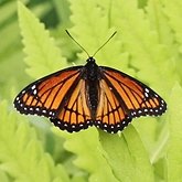 Insects - Butterflies: Nymphalidae